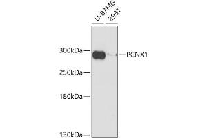 Western blot analysis of extracts of various cell lines, using PCNX1 antibody (ABIN7269201) at 1:1000 dilution. (Pecanex-Like Protein 1 (PCNX1) Antikörper)