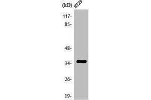 Western Blot analysis of HT29 cells using Olfactory receptor 2K2 Polyclonal Antibody (OR2K2 Antikörper  (C-Term))