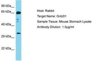 Image no. 1 for anti-Guanine Nucleotide Binding Protein (G Protein), beta Polypeptide 2-Like 1 (GNB2L1) (AA 188-237) antibody (ABIN6750457) (GNB2L1 Antikörper  (AA 188-237))