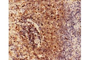 IHC-P testing of rat spleen tissue (Beclin 1 Antikörper  (AA 1-354))