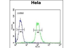 XRCC6 Antibody (Center) (ABIN651281 and ABIN2840168) flow cytometric analysis of Hela cells (right histogram) compared to a negative control cell (left histogram).