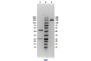 Coomassie stained SDS-PAGE results using Anti-Hemagglutinin (HA) (Mouse) Monoclonal Antibody clone 22A81 separated in a 4-20 % gradient gel.