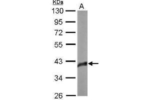 WB Image Sample (20 ug of whole cell lysate) A: Human ESC 10% SDS PAGE antibody diluted at 1:1000 (SOX2 Antikörper)