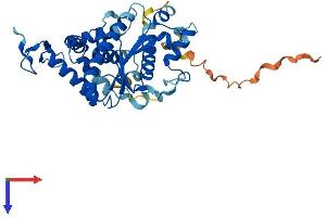 ATPBD3 Protein (AA 1-348) (His tag)