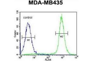 Flow Cytometry (FACS) image for anti-Inhibitor of Bruton Agammaglobulinemia Tyrosine Kinase (IBTK) (AA 589-617), (Middle Region) antibody (ABIN952814)