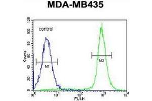 Flow cytometric analysis of MDA-MB435 cells using IBTK / BTKI Antibody (Center) Cat. (IBTK Antikörper  (Middle Region))