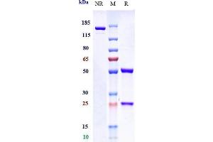 Anti-IL-4Ra / CD124 Reference Antibody (MEDI2045) on SDS-PAGE under reducing (R) condition.