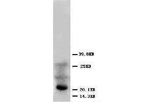 Anti-FGF4 antibody, Western blotting WB: HELA Cell Lysate (FGF4 Antikörper  (Middle Region))