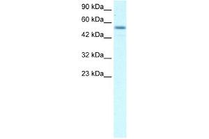EBF3 antibody (20R-1069) used at 0.