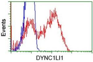 HEK293T cells transfected with either RC222010 overexpress plasmid (Red) or empty vector control plasmid (Blue) were immunostained by anti-DYNC1LI1 antibody (ABIN2452968), and then analyzed by flow cytometry. (DYNC1LI1 Antikörper)