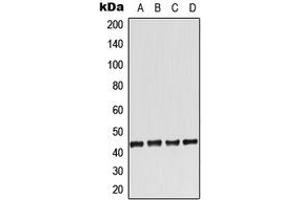 Western blot analysis of Adenosine A2a Receptor expression in HeLa (A), Raw264. (Adenosine A2a Receptor Antikörper  (Center))