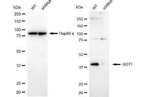 Western blotting analysis using GOT1 antibody (ABIN7798745). (GOT1 Antikörper)