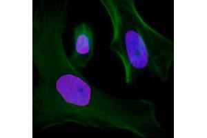 Immunofluorescence (IF) image for anti-Lamin A/C (LMNA) (AA 400-450) antibody (ABIN7455219) (Lamin A/C Antikörper  (AA 400-450))