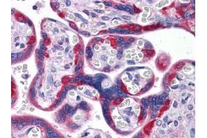 Immunohistochemical analysis of paraffin-embedded human Placenta tissues using PEG10 antibody (PEG10 Antikörper)