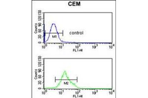 Flow cytometric analysis of CEM cells (bottom histogram) compared to a negative control cell (top histogram). (TCHP Antikörper  (AA 291-320))