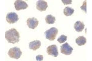 Immunofluorescence (IF) image for anti-Beta-secretase 1 (BACE1) (C-Term) antibody (ABIN499393)