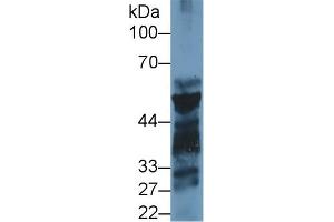 Western Blot; Sample: Mouse Pancreas lysate; Primary Ab: 1µg/ml Rabbit Anti-Rat PL Antibody Second Ab: 0. (PNLIP Antikörper  (AA 47-280))