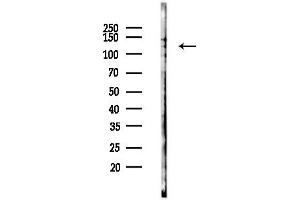 Western blot analysis of lysates from RAW264.