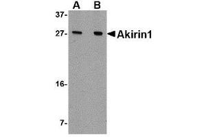 Western blot analysis of Akirin1 in A549 cell lysate with AP30038PU-N Akirin1 antibody at (A) 1 and (B) 2 μg/ml. (Akirin 1 Antikörper  (N-Term))