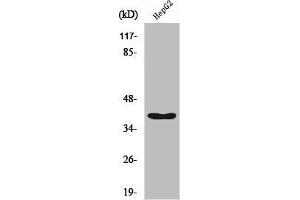 Western Blot analysis of HepG2 cells using RFC3 Polyclonal Antibody (RFC3 Antikörper  (Internal Region))