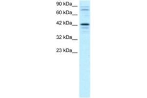 Western Blotting (WB) image for anti-SRY (Sex Determining Region Y)-Box 18 (SOX18) antibody (ABIN2460643) (SOX18 Antikörper)