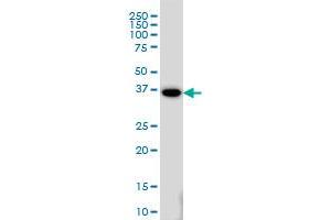 Western Blotting (WB) image for anti-Mesenchyme Homeobox 2 (MEOX2) (AA 1-303) antibody (ABIN561806)