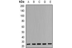 Western blot analysis of RPS7 expression in Hela (A), A549 (B), NIH3T3 (C), mouse liver (D), rat liver (E) whole cell lysates.