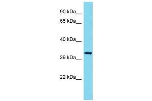 Host:  Rabbit  Target Name:  Vgll1  Sample Type:  Mouse Stomach lysates  Antibody Dilution:  1.