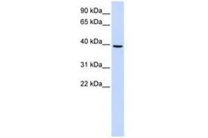 Image no. 1 for anti-Monoacylglycerol O-Acyltransferase 2 (MOGAT2) (AA 180-229) antibody (ABIN6741070) (MOGAT2 Antikörper  (AA 180-229))