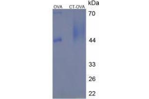 Image no. 1 for Calcitonin (Calca) peptide (Ovalbumin) (ABIN5666111) (Calcitonin (Calca) peptide (Ovalbumin))