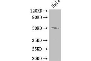 Western Blot Positive WB detected in: Hela whole cell lysate All lanes: POU2F2 antibody at 2 μg/mL Secondary Goat polyclonal to rabbit IgG at 1/50000 dilution Predicted band size: 52, 50, 44, 63 kDa Observed band size: 52 kDa (Oct-2 Antikörper  (AA 277-389))