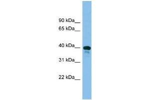 WB Suggested Anti-Tsc22d4 Antibody Titration: 0.