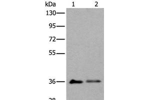 Western blot analysis of 293T cell lysates using METAP1D Polyclonal Antibody at dilution of 1:600 (MAP1D Antikörper)