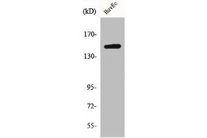 Western Blot analysis of HepG2 cells using BRCAA1 Polyclonal Antibody (BRCAA1 Antikörper  (Internal Region))