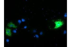 Immunofluorescence (IF) image for anti-Calcium Modulating Ligand (CAMLG) antibody (ABIN1497089) (CAMLG Antikörper)