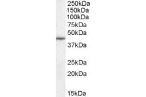 Image no. 1 for anti-WNT1 Inducible Signaling Pathway Protein 1 (WISP1) (C-Term) antibody (ABIN374896) (WISP1 Antikörper  (C-Term))