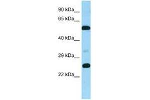 Image no. 1 for anti-G Protein-Coupled Receptor 37 Like 1 (GPR37L1) (AA 316-365) antibody (ABIN6748235) (GPR37L1 Antikörper  (AA 316-365))