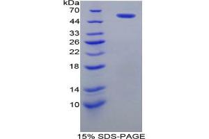 SDS-PAGE analysis of Rat PDI Protein.