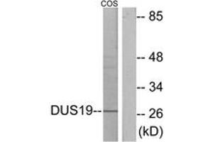 Western blot analysis of extracts from COS7 cells, using DUSP19 Antibody. (DUSP19 Antikörper  (AA 111-160))
