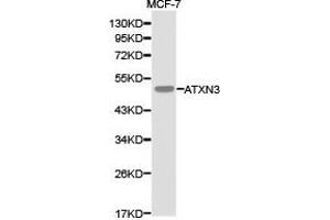 Western Blotting (WB) image for anti-Ataxin 3 (ATXN3) antibody (ABIN1871192) (Ataxin 3 Antikörper)