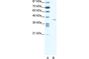 Western Blotting (WB) image for anti-Forkhead Box L2 (FOXL2) antibody (ABIN2460700) (FOXL2 Antikörper)