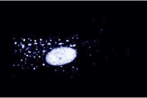 Immunofluorescent staining of WI-38 cells at 50 µg/ml. (Interleukin enhancer-binding factor 3 (ILF3) (AA 592-695) Antikörper)