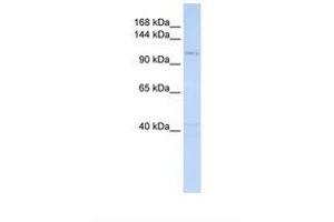 Image no. 1 for anti-Exosome Complex Exonuclease RRP44 (DIS3) (AA 290-339) antibody (ABIN6737950) (DIS3 Antikörper  (AA 290-339))