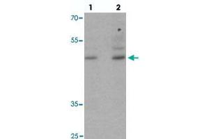 Western blot analysis of POU3F2 in NIH/3T3 cell lysate with POU3F2 polyclonal antibody  at (1) 1 and (2) 2 ug/mL. (POU3F2 Antikörper  (C-Term))