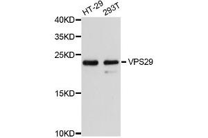 Western blot analysis of extracts of various cell lines, using VPS29 antibody. (VPS29 Antikörper)