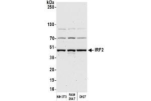 Western Blotting (WB) image for anti-Interferon Regulatory Factor 2 (IRF2) (AA 150-200) antibody (ABIN7450960) (IRF2 Antikörper  (AA 150-200))