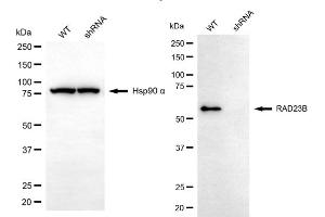 Western blotting analysis using RAD23B antibody (ABIN7800117).