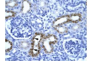SERPINF1 antibody was used for immunohistochemistry at a concentration of 4-8 ug/ml to stain Epithelial cells of renal tubule (arrows) in Human Kidney. (PEDF Antikörper  (N-Term))