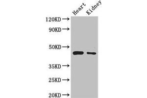 Western Blot Positive WB detected in: Mouse heart tissue, Mouse kidney tissue All lanes: PTCD2 antibody at 2. (PTCD2 Antikörper  (AA 153-388))