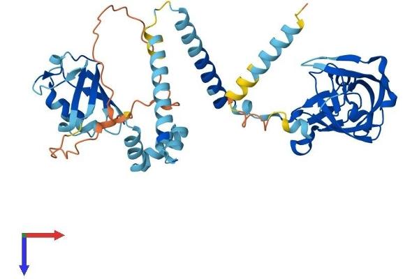 DDI2 Protein (AA 1-399) (His tag)